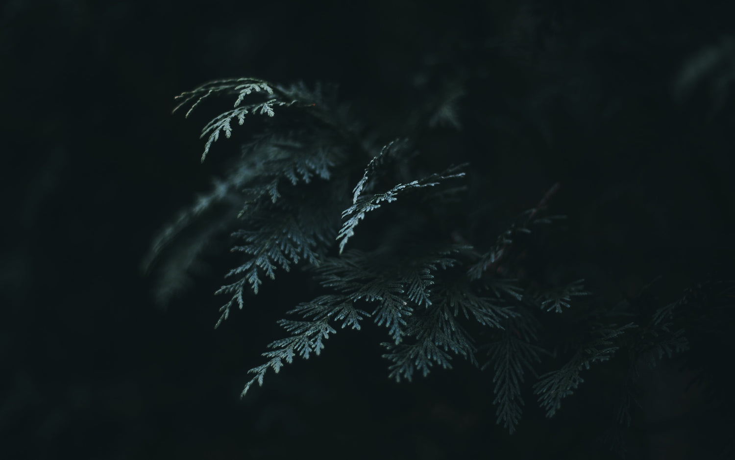 Enchanted Forest Series