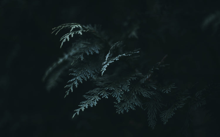 Enchanted Forest Series